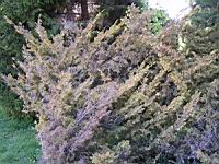 Juniperus chinensis cv Aurea (fam Cupressacees) (Photo F. Mrugala) (2)